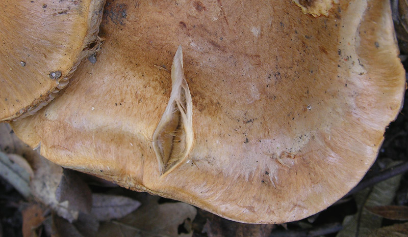 Cortinarius pseudovulpinus?